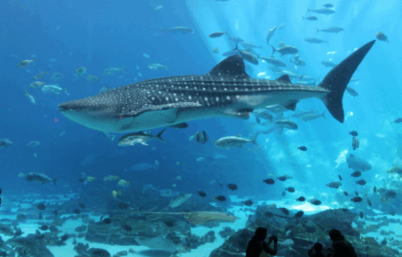 Georgia Aquarium