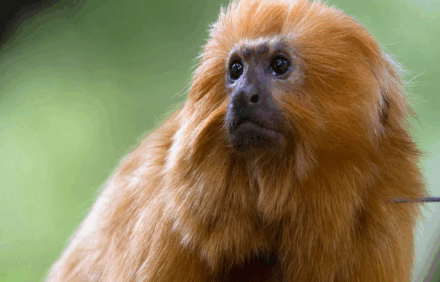 🐼 Zoo Atlanta: A Wild Adventure in the Heart of the City